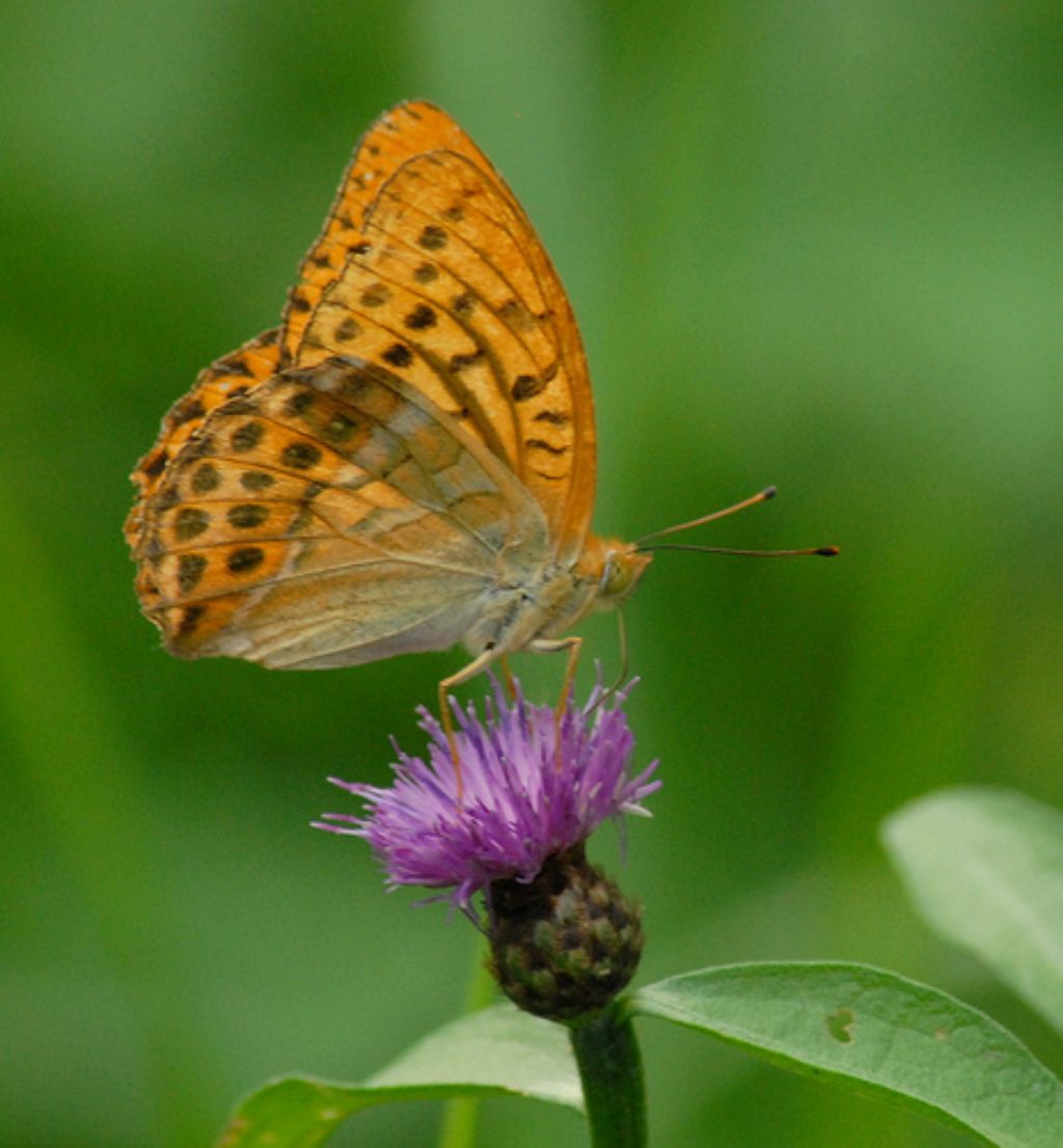 Argynnis paphia? - Si